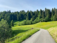 Entlang von Blumenwiesen von Lingenau nach Schetteregg